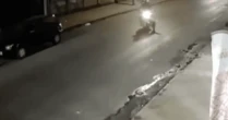Casal é derrubado de moto por cachorro que corria atrás de gato em MG; vídeo