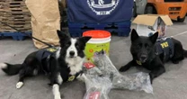 Cão farejador da PRF ajuda a localizar skunk em encomenda nos Correios no RS