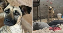 Depois de anos acorrentada, cadela emociona internautas ao ganhar um novo lar