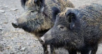 Autoridade dos EUA emite alerta para javaporcos com carne azul envenenada na Califórnia