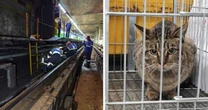 Gato é resgatado após ficar preso nos trilhos do Metrô em São Paulo; funcionários querem adotá-lo