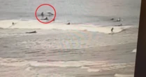 Surfista é derrubado da prancha por tubarão: "Fiquei feliz por sua boca não estar aberta"