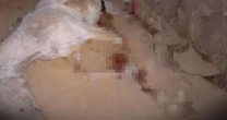 Luísa Mell, Paolla Oliveira e outros famosos cobram justiça para cavalo que teve patas mutiladas: 'Exigimos punição''
