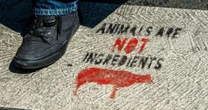 'Foie gras de buldogue' e 'leite de labrador'? Fazenda fictícia denuncia exploração animal na França