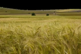 Запретить продажу земли иностранцам и кандасам планируют в Казахстане