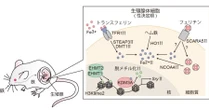 母体の“鉄不足”は赤ちゃんの性別にどう影響する？　阪大がマウス実験　「男→女」への性転換を確認