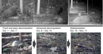 死んだ個体と交尾するイノシシ、東京農工大などが記録　有蹄類で初　白骨化も見届ける