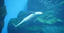 希少生物「スナメリ」、東京湾で“30頭以上の群れ”初確認　東京海洋大が発表　SNSの情報提供が貢献