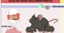 子どものジャンクフード、脳に影響残る？　大人になっても過食グセ　Nature系列誌に掲載　マウスは腸内細菌で正常化に成功
