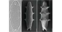 最強生物クマムシの新種、“人が即死レベルの放射線”を浴びると活性化　中国チームが発表