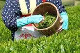 “抹茶バブル”の代償　製茶業の倒産・休廃業が過去最多、二極化が加速