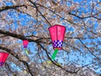 企業の「お花見・歓迎会」実施率、3割未満に　コロナ後も戻らず