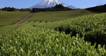 その「日本茶」本当に国産？　GI登録開始も、原料原産地表示制度には依然潜む抜け穴