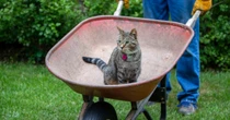 「ねこ」検索で「手押し一輪車」表示――モノタロウが守った、生成AIに“譲れない”購買体験