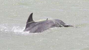 Officials search for young dolphin entangled in fishing net in New Zealand