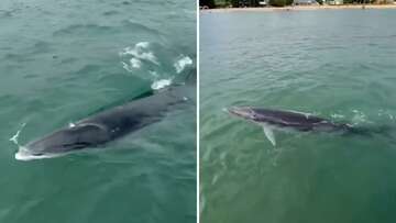 'Magic': Ferry passengers spot rare Antarctic whale in Sydney