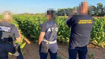 Authorities seize 16-tonne tobacco crop worth $35 million tax