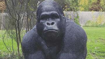 Man charged for allegedly swiping Garry the gorilla statue from retirement village