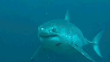 Diver captures 'scary' rare great white shark encounter in Bali