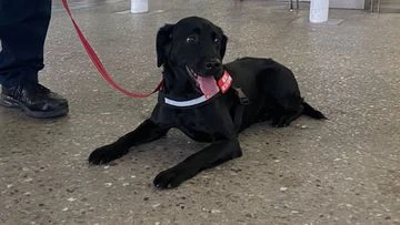 Coronavirus sniffer dog trial launched at Adelaide Airport
