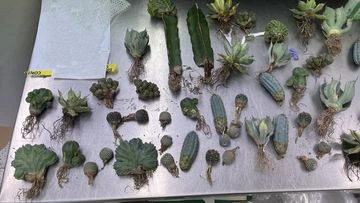 Woman who illegally declared plants as lingerie narrowly avoids jail term