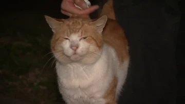 Call for stricter laws as half a million stray cats roam Sydney