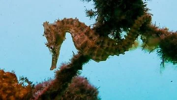 These seahorses started vanishing from Aussie waters. Here's why that's a problem