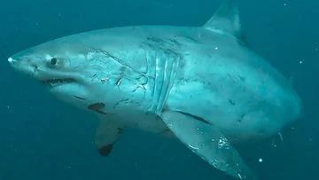 Decision to add shark nets, drum lines to more Queensland beaches draws criticism