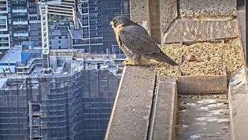 Thousands are watching livestream of falcon on Melbourne rooftop