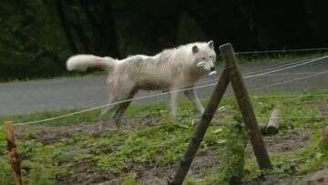 Wolves attack woman who went jogging in safari zoo