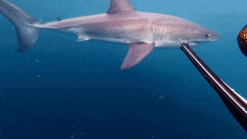 Spear-fisher's close encounter with great white caught on GoPro