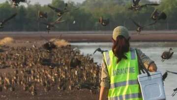 Sydney's penguin colony's under threat if H5N1 bird flu strain hits shores