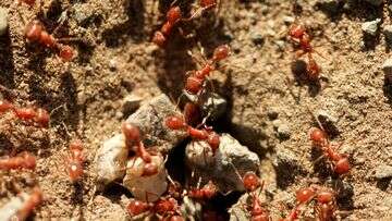 Farmers 'pulling their hair out' over $60 billion fire ant fears