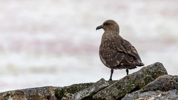Australia on alert after deadly bird flu reaches mainland Antarctica