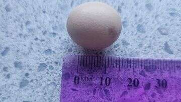 Couple find tiny 10mm egg inside full-sized chook egg