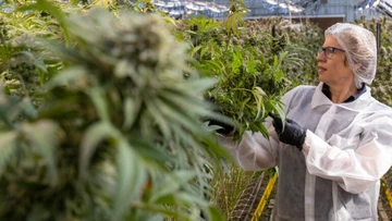 Practitioners targeted in medicinal cannabis crackdown
