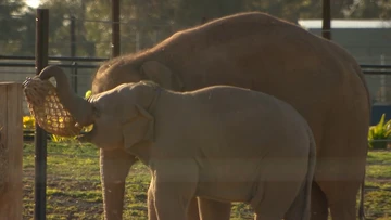 Young elephants make a splash at Werribee Zoo