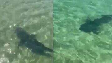 Large shark spotted near popular Victorian swimming spot