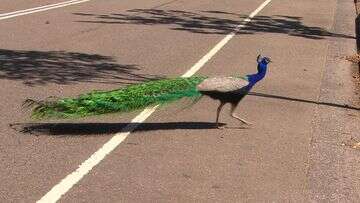 NSW town heartbroken over suspected peacock poisonings