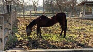 More than 50 horses found dead in animal neglect investigation