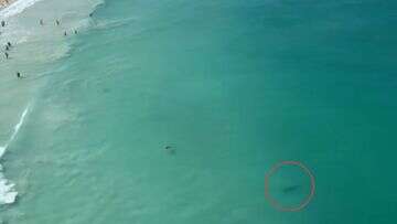 Swimmers evacuate as chilling footage shows tiger shark metres from shore