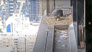 Livestream captures exciting arrival of falcon chicks on Melbourne rooftop