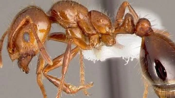 Devastating invasive species discovered in new neighbourhood