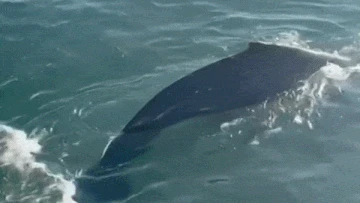 Humpback whale spotted in Sydney Harbour