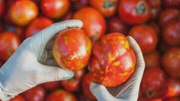 Virus-hit tomatoes are safe to eat, food authority says