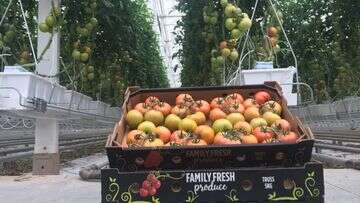 At least 120 jobs lost after Victorian farm confirms tomato virus detection