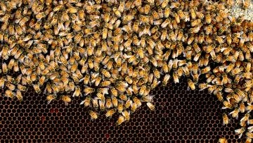 Dangerous varroa mite detected in South Australia for the first time