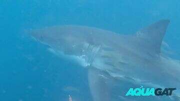 'Looking right at me': Man's incredible close-up with huge shark