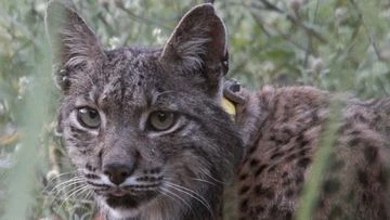 Why this Danish zoo wants people to donate unwanted animals