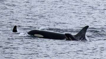 Orca carried her dead calf for 17 days. She now has a new baby